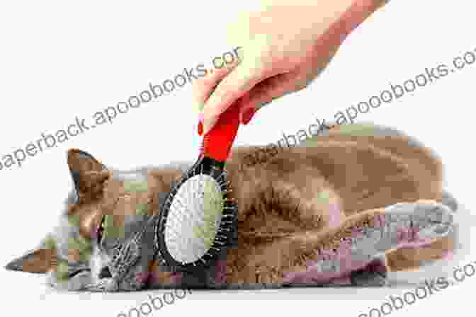 A Cat Being Brushed, Showcasing The Importance Of Grooming For A Healthy Coat. How To Take Care Of Your Cat: How To Train Take Care Of And Keep Your Cat Healthy