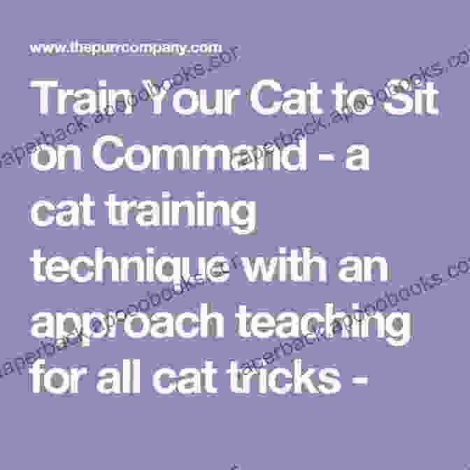 A Cat Sitting And Staying On Command, Demonstrating The Benefits Of Training. How To Take Care Of Your Cat: How To Train Take Care Of And Keep Your Cat Healthy