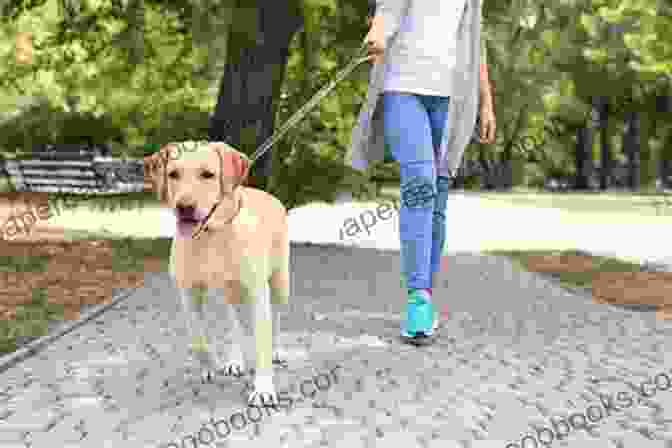 A Dog And Its Owner Walking Harmoniously In A Park, Reflecting The Peaceful And Respectful Relationship Fostered In 'Become The Peaceful Alpha Your Dog Needs And Respects.' Enlightened Dog Training: Become The Peaceful Alpha Your Dog Needs And Respects