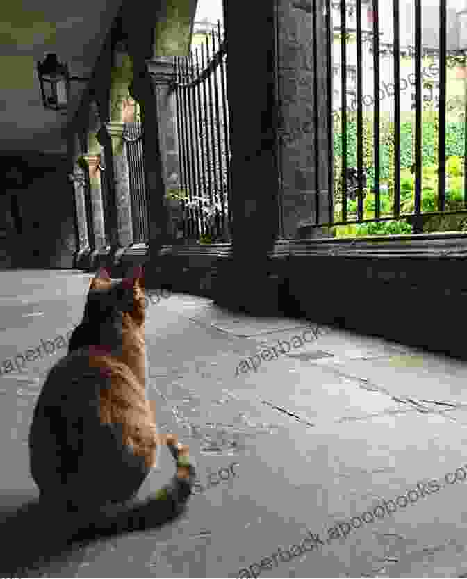 A Group Of Cats Playing In A Cloister Garden Cloister Cats Richard Surman