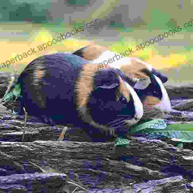 A Happy And Healthy Guinea Pig Family Enjoying Each Other's Company GUINEA PIG AS PET: Essential Guide To Raising And Taking Care Of Guinea Pig