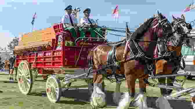 A Majestic Team Of Budweiser Clydesdales Pulling A Red Wagon Budweiser Keeps Clydesdales In The Spotlight