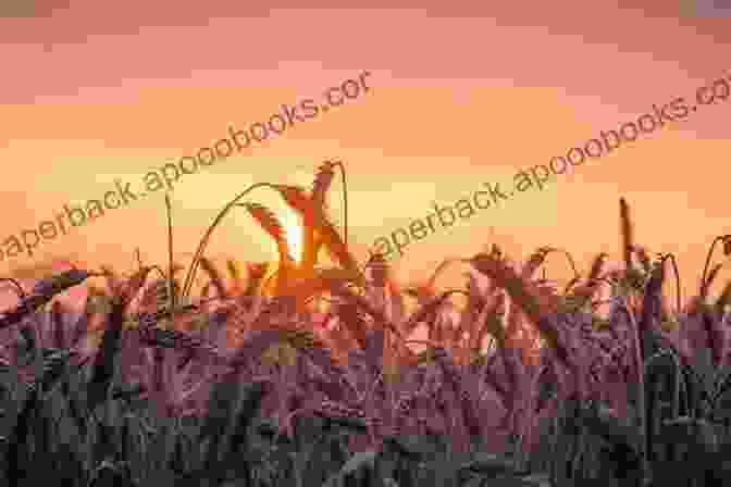 A Picturesque Cornfield Under A Golden Sunset, Symbolizing The Beauty And Resilience Of Rural America When The Corn Is Waist High