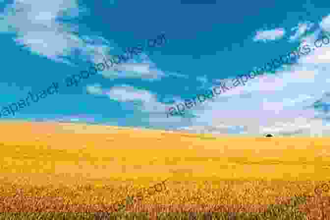 A Serene Prairie Landscape With Rolling Hills, Golden Wheat Fields, And A Vibrant Blue Sky The Prairie Girl S Guide To Life: How To Sew A Sampler Quilt 49 Other Pioneer Projects For The Modern Girl