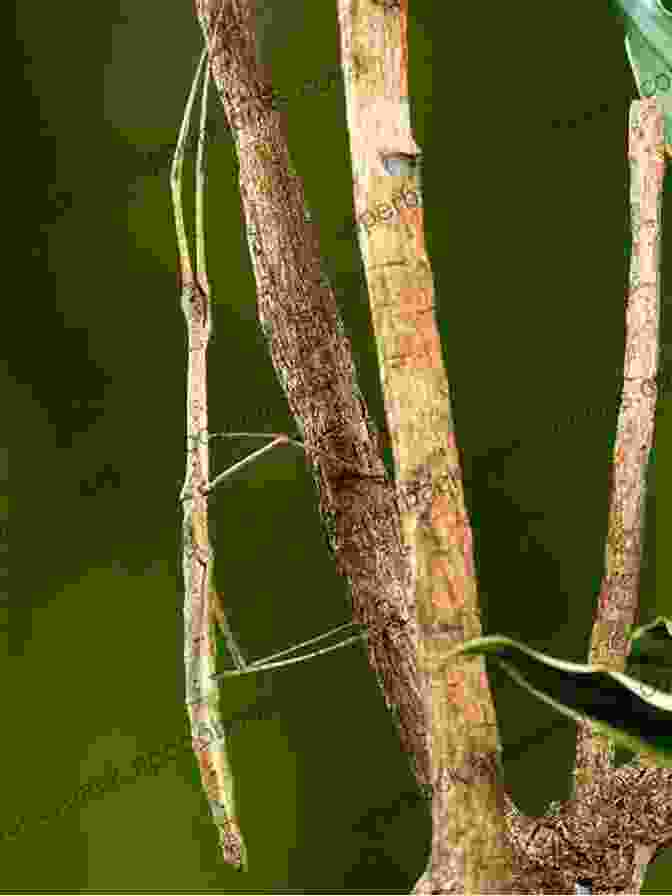 A Stick Insect With A Long, Slender Body Resembling A Twig Scorpions: Plus Other Popular Invertebrates (The Herpetocultural Library)