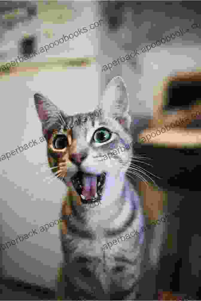 A Tabby Cat Meowing With Its Mouth Open Cat Talk Sonya Fitzpatrick