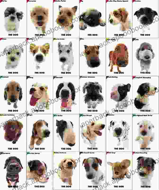 A Variety Of Dog Breeds To Choose From Havanese: A Comprehensive Guide To Owning And Caring For Your Dog (Comprehensive Owner S Guide)