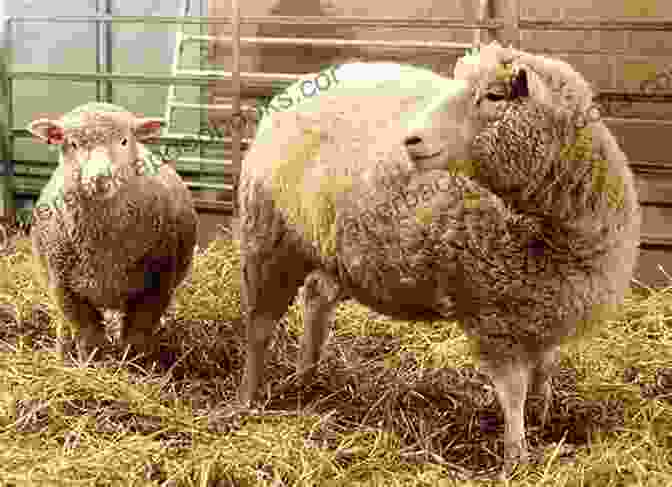 An Image Of Cloned Sheep, Dolly. Glowing Bunnies ?: Why We Re Making Hybrids Chimeras And Clones