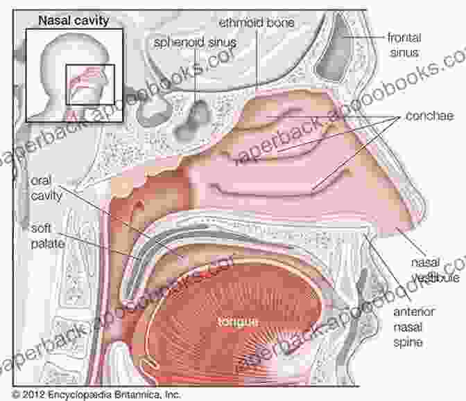 Anatomical Chart Of The Paranasal Sinuses And Nasopharynx Atlas Of Oral And Maxillofacial Anatomy