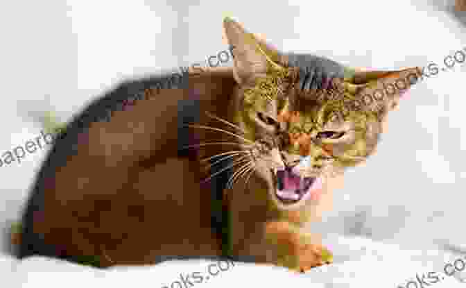 Cat Hissing COMMON CAT BEHAVIOR PROBLEMS AND THEIR REMEDIES