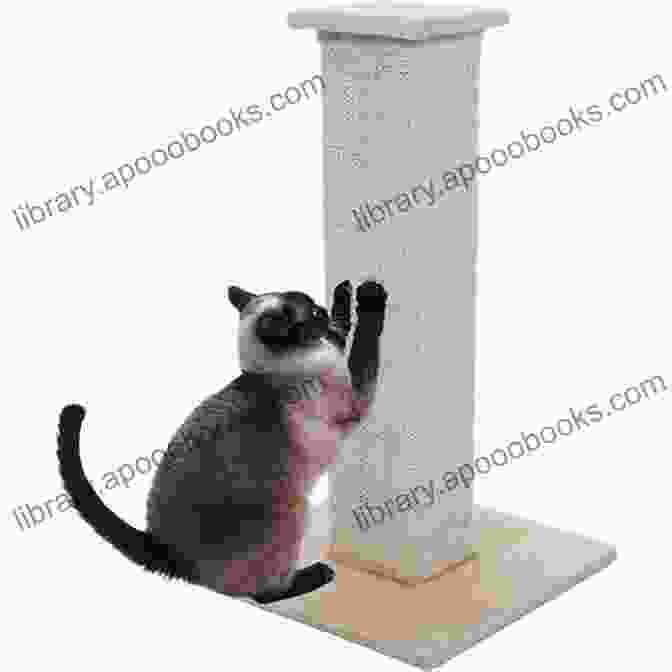 Cat Scratching A Scratching Post COMMON CAT BEHAVIOR PROBLEMS AND THEIR REMEDIES