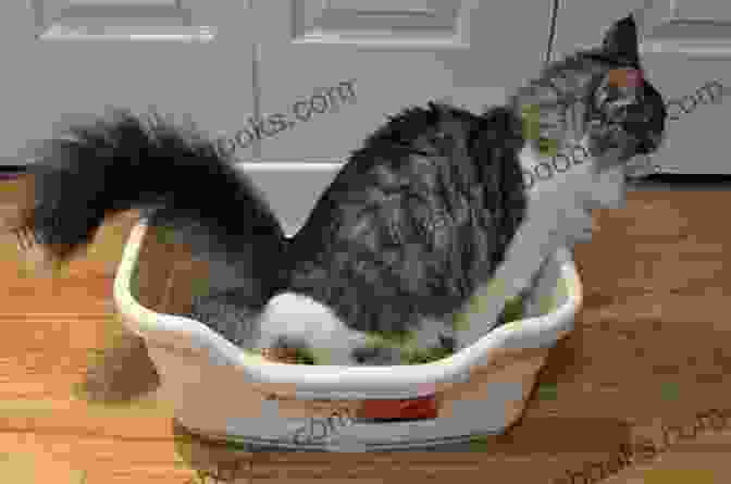 Cat Using A Litter Box COMMON CAT BEHAVIOR PROBLEMS AND THEIR REMEDIES