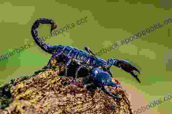 Close Up Of A Golden Emperor Scorpion With Intricate Patterns And A Venomous Tail Scorpions: Plus Other Popular Invertebrates (The Herpetocultural Library)