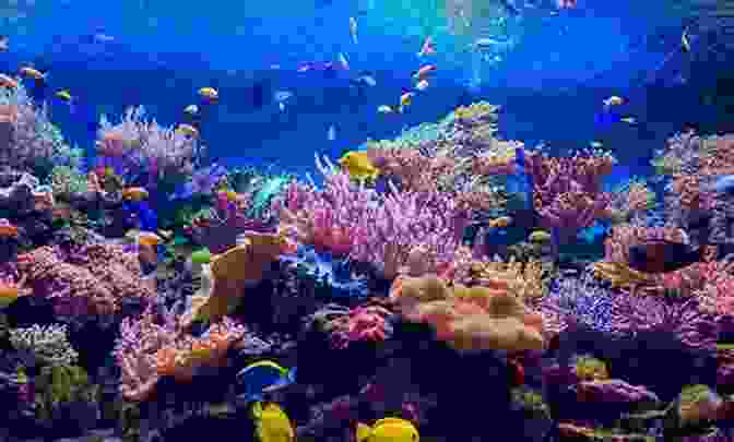 Coral Reef With Colorful Fish Children S About Sea Life And Marine Animals: A Kids Picture About Sea Life And Marine Animals With Photos And Fun Facts