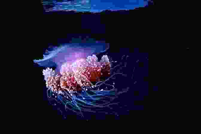 Deep Sea Creature With Bioluminescence Children S About Sea Life And Marine Animals: A Kids Picture About Sea Life And Marine Animals With Photos And Fun Facts