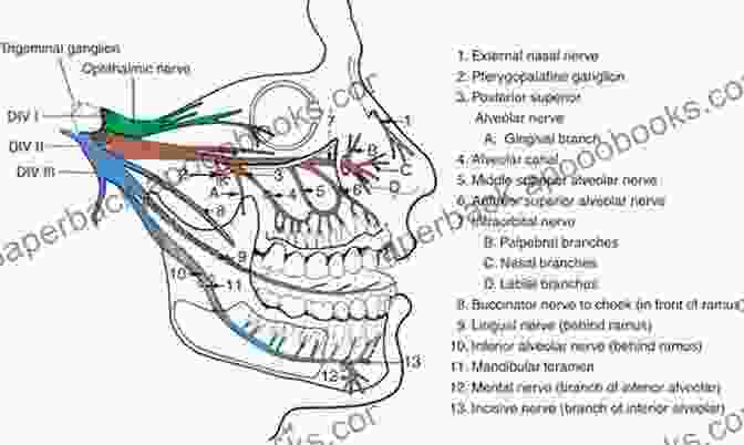 Diagram Of The Muscles, Nerves, And Vessels Of The Oral And Maxillofacial Anatomy Atlas Of Oral And Maxillofacial Anatomy