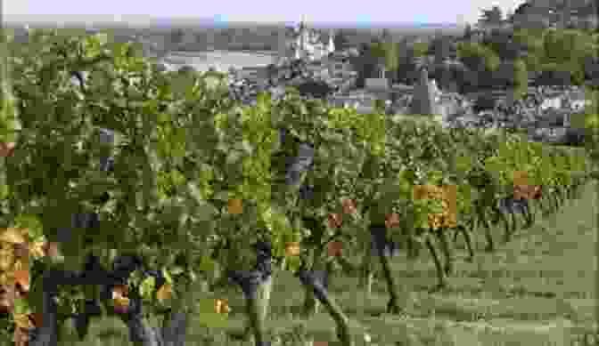 Endless Rows Of Vineyards In The Loire Valley, Producing World Renowned Wines By Bike Along The Loire: A Month Spent Riding Up The Loire Valley