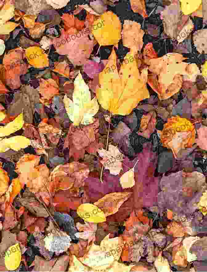 Fallen Autumn Leaves On The Ground, Evoking The Sense Of Change And Transition That Is A Common Theme In Haiku Poetry. Kurikaesu: A Collection Of Haikus