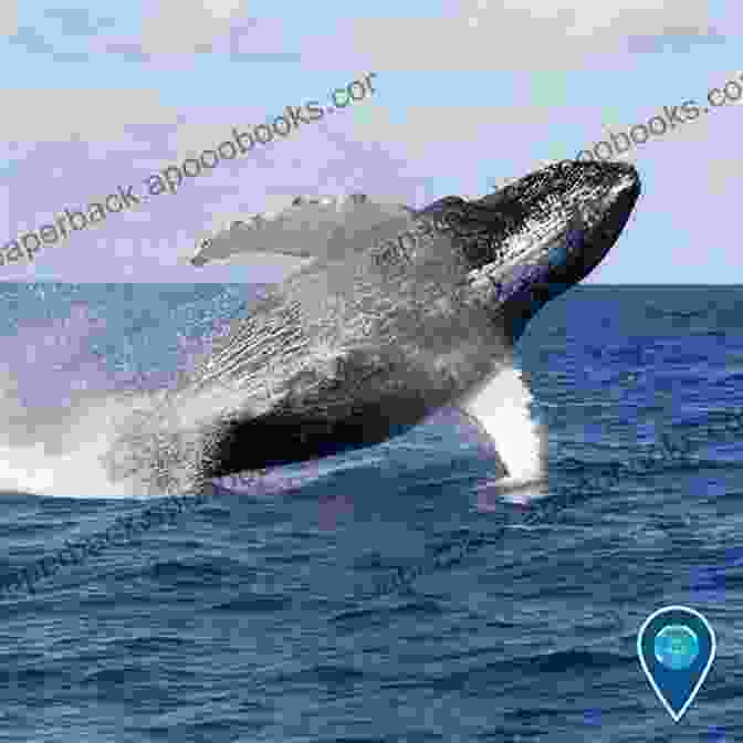 Humpback Whale Breaching The Water Children S About Sea Life And Marine Animals: A Kids Picture About Sea Life And Marine Animals With Photos And Fun Facts