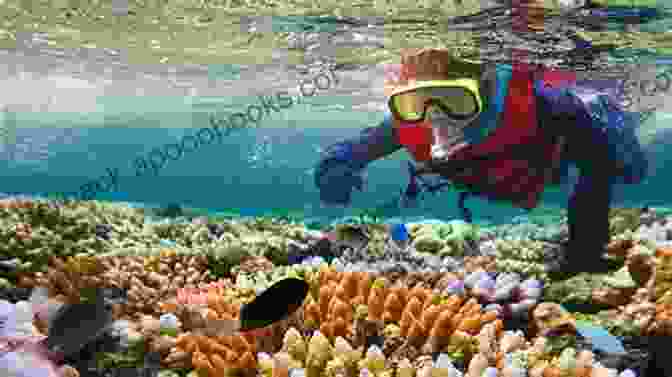 Jeff Siebold Diving In The Great Barrier Reef The Adventurer Jeff Siebold