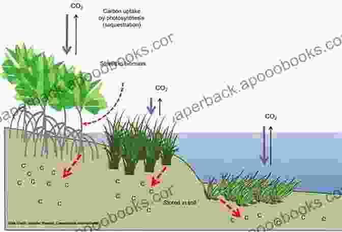 Mangroves, Salt Marshes, And Seagrasses Form Interconnected Blue Carbon Ecosystems In Shallow Coastal Areas. Blue Carbon In Shallow Coastal Ecosystems: Carbon Dynamics Policy And Implementation