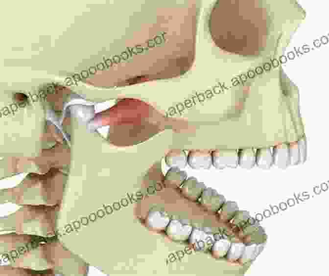 Medical Illustration Of The Temporomandibular Joint (TMJ) Atlas Of Oral And Maxillofacial Anatomy