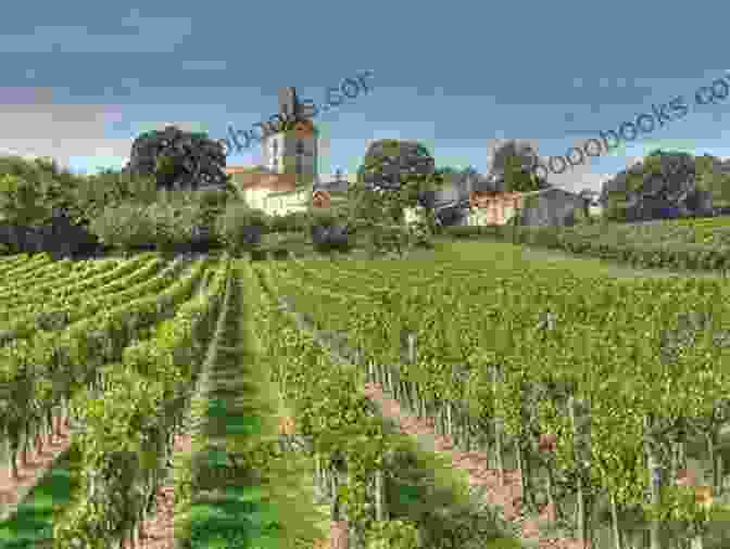 Panoramic View Of Vineyards In Bordeaux, France DRIVING AROUND FRANCE: BORDEAUX Jean Pierre Le Pan