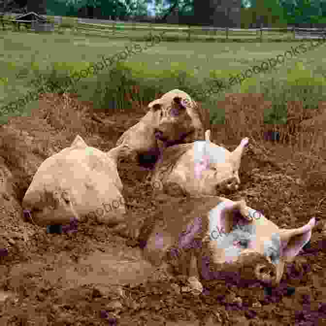 Pigs Playing In The Mud Tales From The Mud Hole Why Pigs Are My Friends