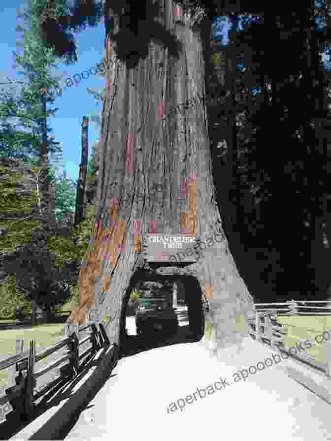 Towering Coastal Redwoods Along The Avenue Of The Giants California S Highway 1: Fort Bragg To San Francisco