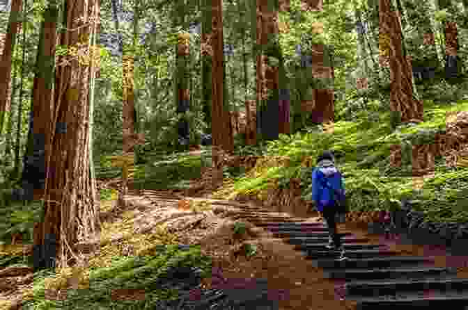 Towering Redwoods And Tranquil Trails In Muir Woods National Monument California S Highway 1: Fort Bragg To San Francisco